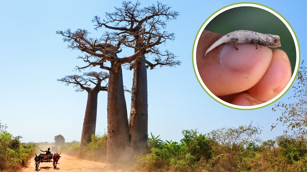 Maleńki kameleon Brookesia nofy znaleziony został we wschodniej części Madagaskaru