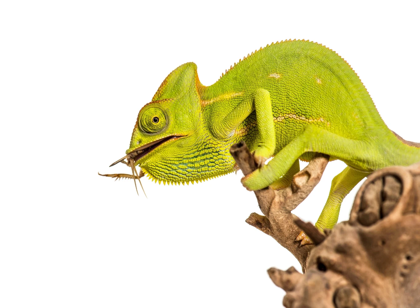 Kameleon pospolity Kameleon pospolity