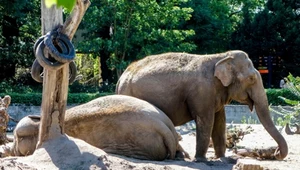 Zagrał koncert dla chorych słoni w zoo. "Zadziało się coś szczególnego"