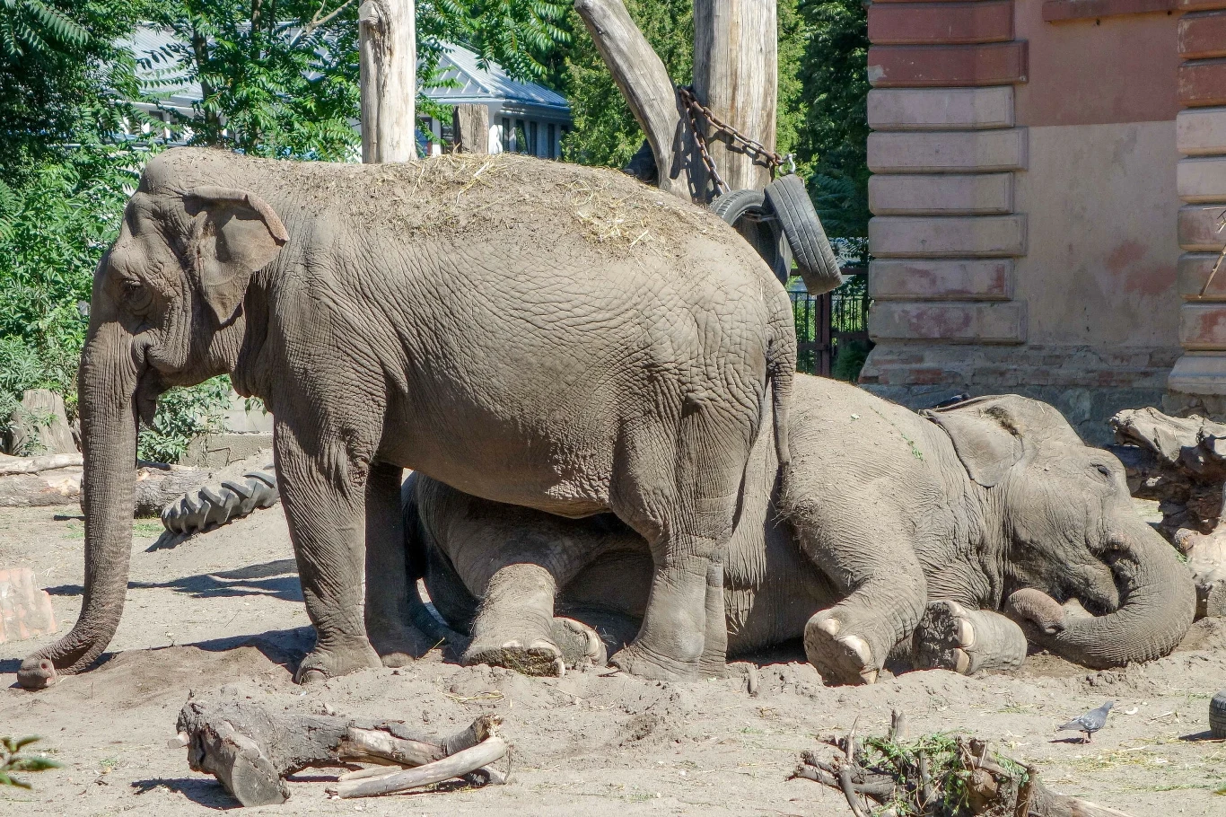 Koncert Goorala odbył się pod ścisłym nadzorem pracowników zoo, którzy byli gotowi przerwać wydarzenie, jeśli zwierzęta wykazałyby najmniejsze oznaki stresu
