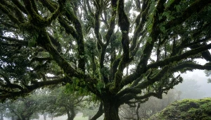 Nazywają go lasem wiecznej mgły. Będąc na tej wyspie, musisz go zobaczyć 