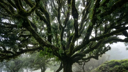 Las Fanal to jest z najbardziej malowniczych miejsc na Maderze. Dlaczego warto je odwiedzić? 