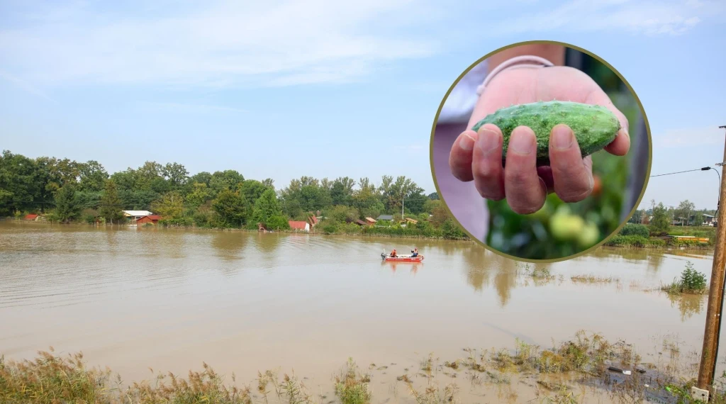 Rząd przyjął projekt rozporządzenia, które reguluje warunki udzielania pomocy rolnikom poszkodowanym w wyniku klęsk żywiołowych w 2024 r.