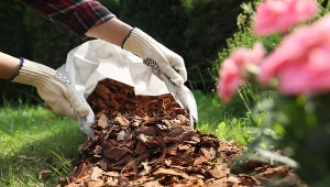Tego nie rób podczas ściółkowania. Rośliny ci podziękują