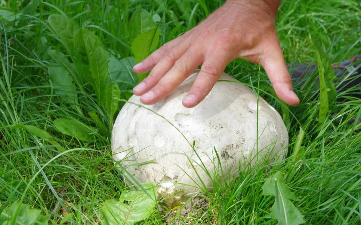 Nazywają go „gigantem” wśród grzybów. Masowo rośnie w jednej części Polski Nazywają go „gigantem” wśród grzybów. Masowo rośnie w jednej części Polski