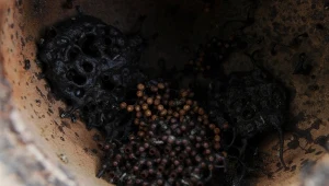 Pszczoła karłowata (Apis florea) w glinianym kubku na farmie miodu Ashfa w Magelang, Jawa Środkowa, Indonezja