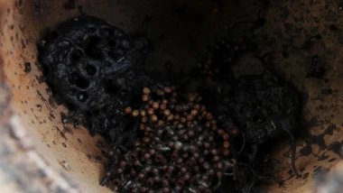 Pszczoła karłowata (Apis florea) w glinianym kubku na farmie miodu Ashfa w Magelang, Jawa Środkowa, Indonezja