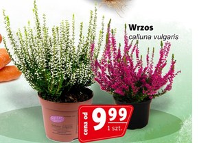 Wrzos Gardenic niska cena