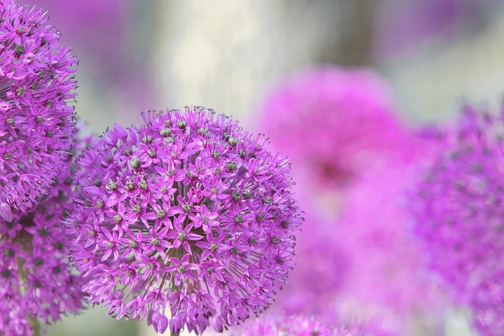 Czosnek ozdobny Purple Sensation to idealny wybór do ogrodu.