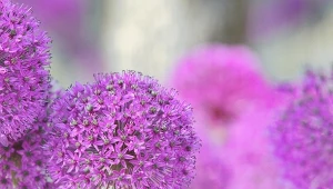 Nada koloru każdemu ogrodowi. Posadź czosnek ozdobny i ciesz oczy