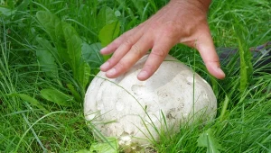 Niektórzy uwielbiają, inni nie znają. Jednym takim grzybem nakarmisz całą rodzinę