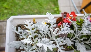 Wygląda, jak oprószona śniegiem. To idealna roślina na jesienny balkon 