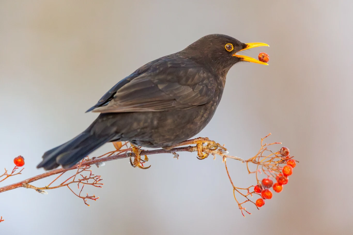 Niektóre kosy migrują na zimę Niektóre kosy migrują na zimę