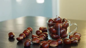 Zamiast drogich kremów sięgnij po kasztany. Naturalny sposób na piękne nogi