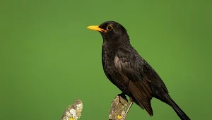 Wprowadzili zakaz i konsekwencje dla ptaków śpiewających są natychmiastowe