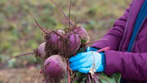 Działkowcy w panice. „Coś niszczy mój ogródek warzywny”. Pomogą proste sposoby