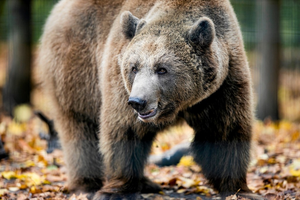 Nie żyje niedźwiedź Baloo z poznańskiego Nowego Zoo