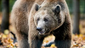 Słynny niedźwiedź Baloo nie żyje. Był symbolem zoo w Poznaniu