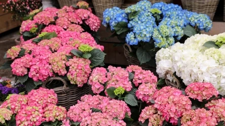 Co zrobić, by hortensje pięknie kwitły?