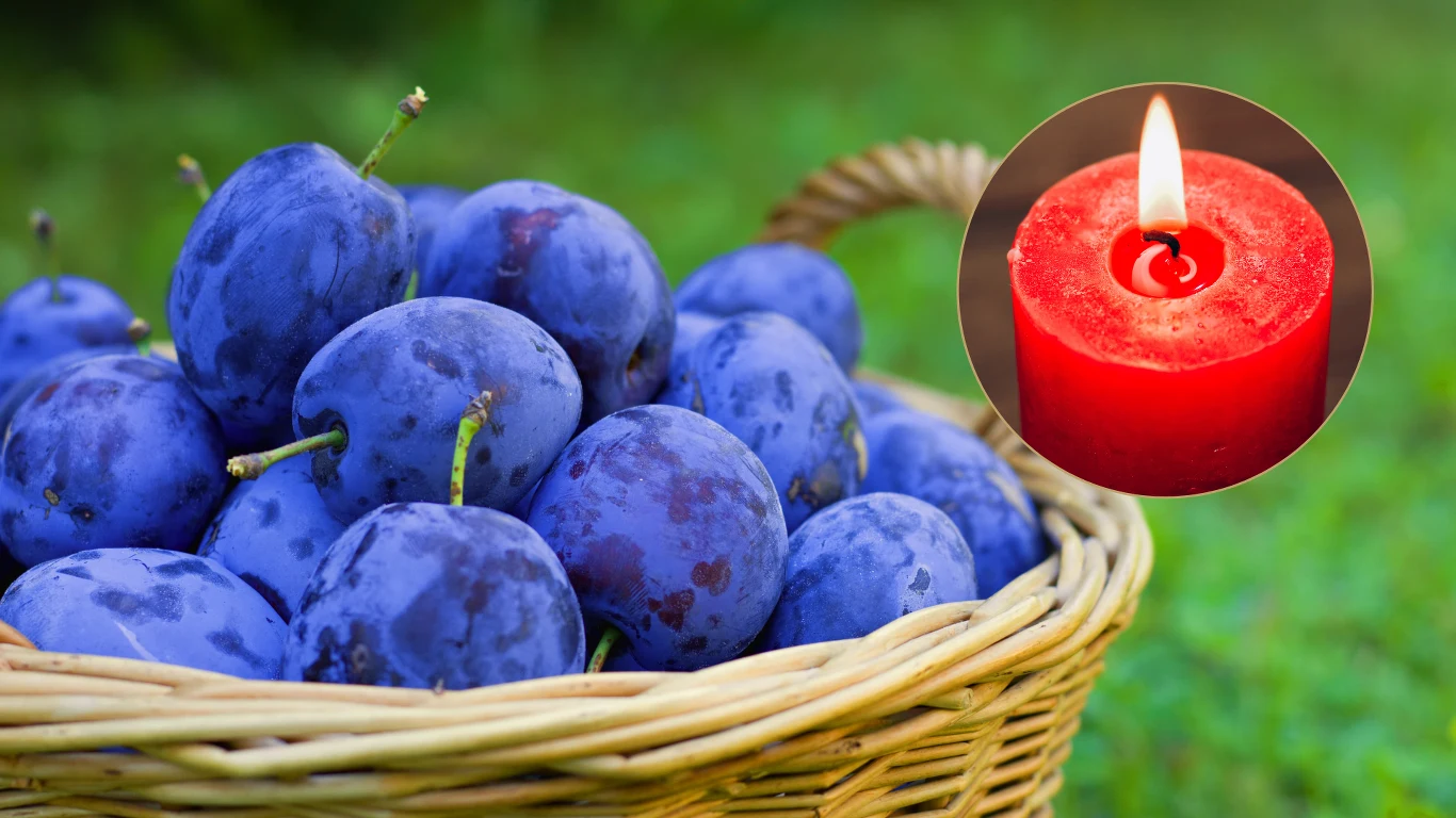 Tak przechowywano owoce w średniowieczu. Śliwki wytrzymywały od końca lata do świąt Tak przechowywano owoce w średniowieczu. Śliwki wytrzymywały od końca lata do świąt