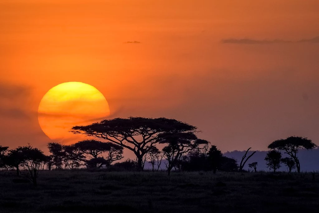 Drzewo akacjowe na tle zachodzącego słońca w Serengeti (północna Tanzania)