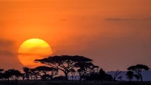 To pierwsze badania Polaków w Serengeti. Kilkadziesiąt odkrytych stanowisk