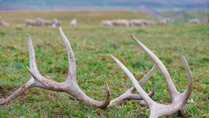 Poroże jelenia może być warte nawet blisko 2000 zł