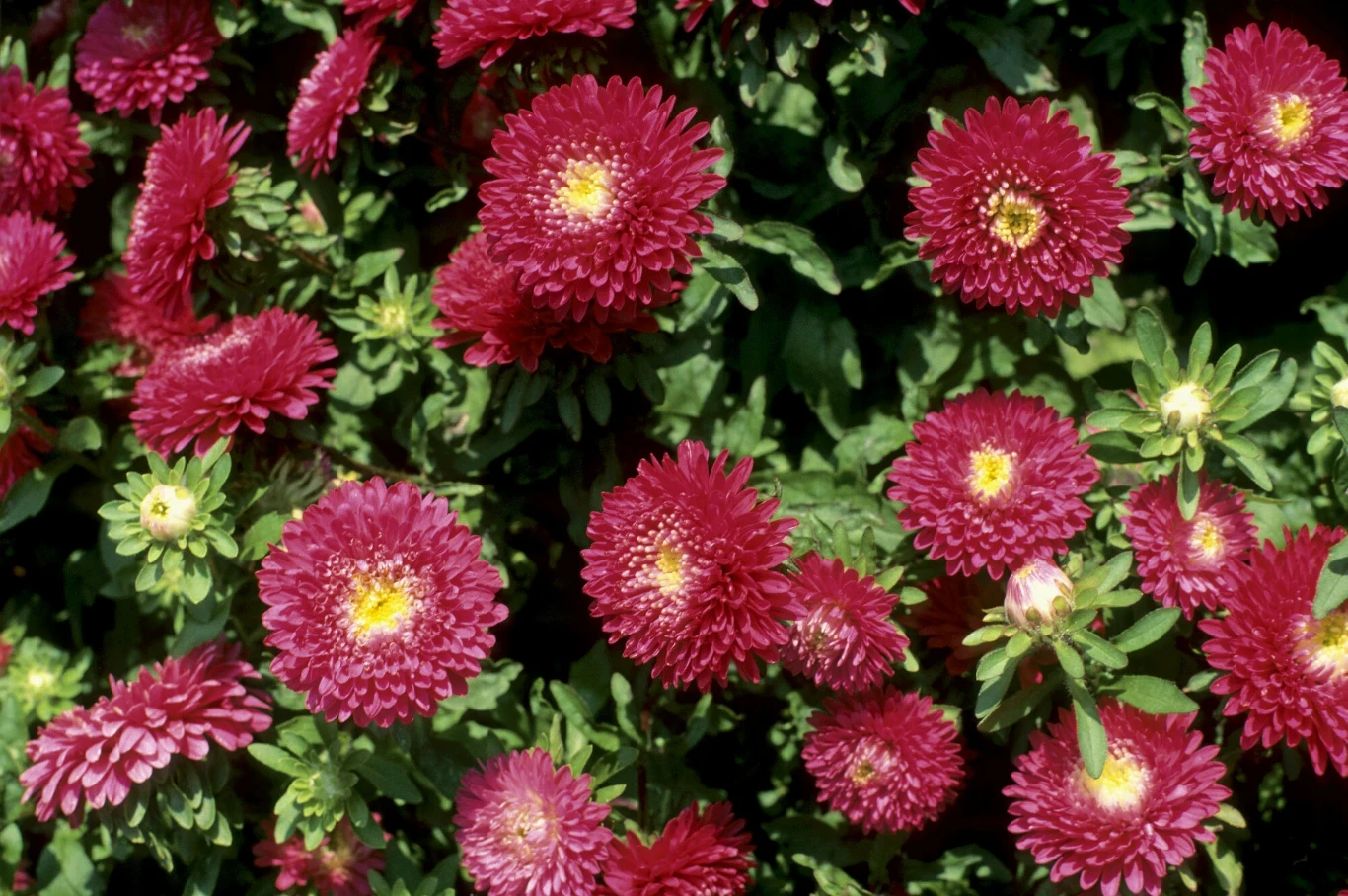 Marzysz o ogrodzie pełnym astrów? Nie wydawaj pieniędzy na sadzonki, tylko naucz się je samodzielnie rozmnażać Marzysz o ogrodzie pełnym astrów? Nie wydawaj pieniędzy na sadzonki, tylko naucz się je samodzielnie rozmnażać