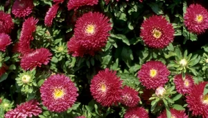 Dzięki temu twój ogród będzie pełen astrów. Są na to dwa sposoby