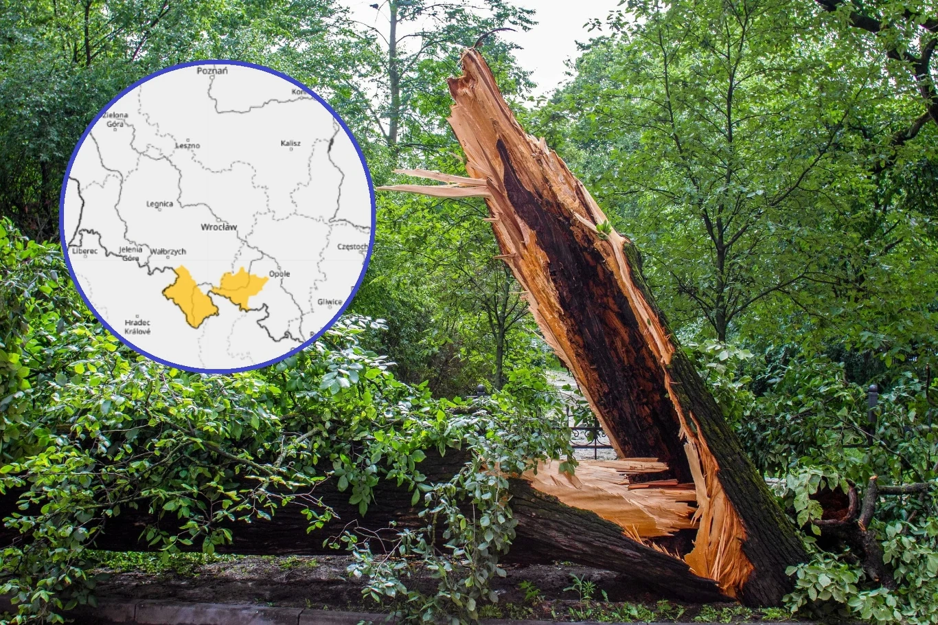 W najbliższych dniach w Polsce powieje silny wiatr. W czwartek na południu podmuchy mogą osiągnąć nawet 90 km/h W najbliższych dniach w Polsce powieje silny wiatr. W czwartek na południu podmuchy mogą osiągnąć nawet 90 km/h