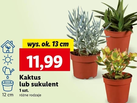Kaktus