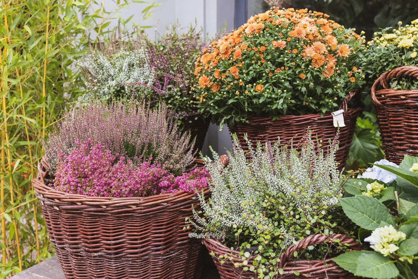 Jesienne kompozycje z wrzosami.