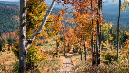 Beskidy oferują wiele pięknych tras turystycznych, idealnych na jesień 