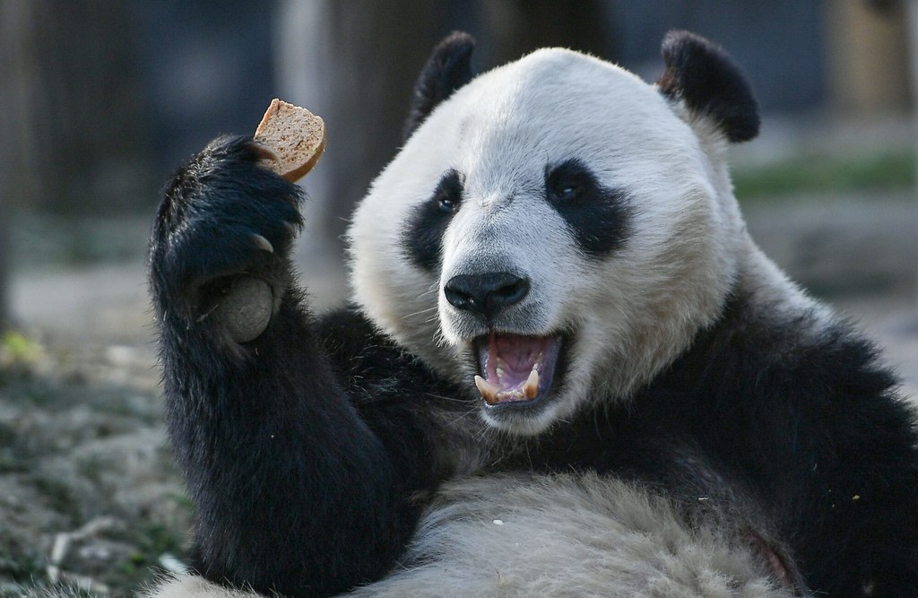 Finowie zwrócą Chinom pandy, które trafiły do jednego z ogrodów zoologicznych w 2018 r.