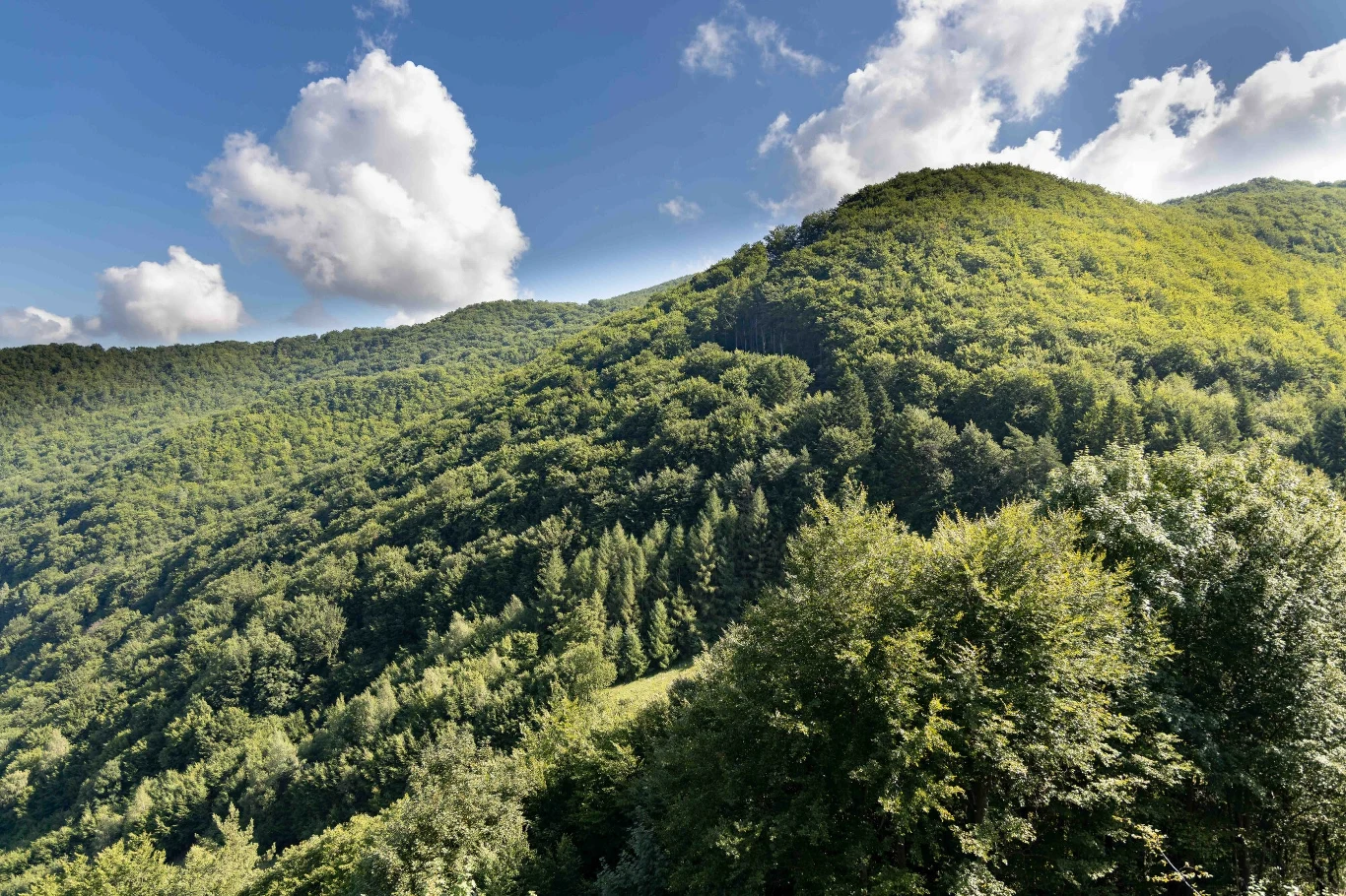 W Beskidzie Sądeckim jest prosty szlak dla seniorów. W Beskidzie Sądeckim jest prosty szlak dla seniorów.