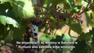 Czy ocieplenie klimatu zmieni smak wina?