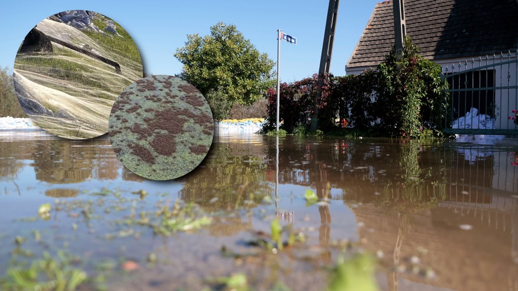 Na Odrze można dostrzec obecnie zaskakujący widok - po wodzie dryfują tysiące mrówek, a na wałach leżą dywany z pajęczych nici