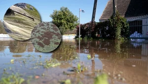 Przerażający widok na Odrze. Tysiące pająków i mrówek po fali powodziowej