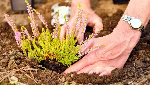 Nie zapomnij o tym podczas sadzenia wrzosów. Inaczej szybko zmarnieją 