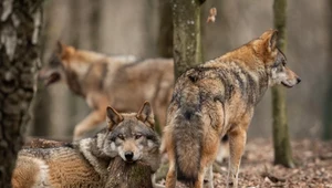 Waży się los europejskich wilków. "Polska jest mocno naciskana"