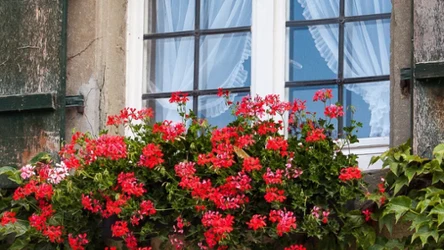Są takie kwiaty, które detronizują pelargonie.