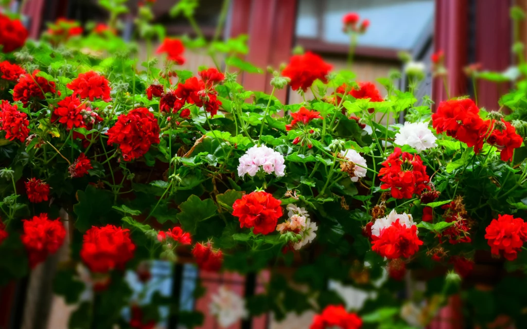 Pelargonie