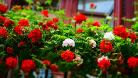 Pelargonie jesienią. Jak zabezpieczyć kwiaty, by przetrwały aż do wiosny?