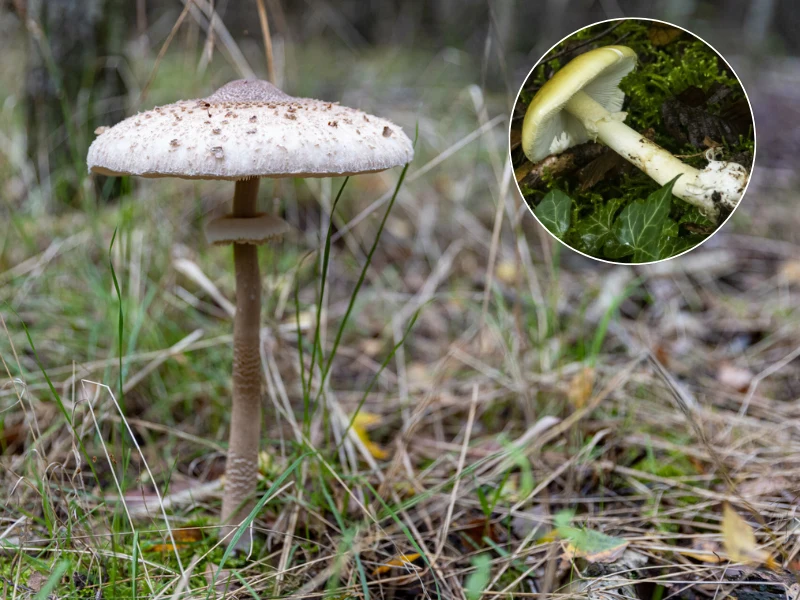 Kania (z lewej) i muchomor sromotnikowy (w kółeczku) są podobne, ale można je rozróżnić Kania (z lewej) i muchomor sromotnikowy (w kółeczku) są podobne, ale można je rozróżnić