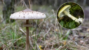 Kania czy muchomor sromotnikowy? W ten sposób je od siebie odróżnisz