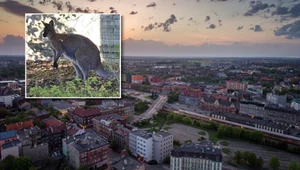 Zaskakujący gość na Górnym Śląsku. "Wszedł nam do bazy"