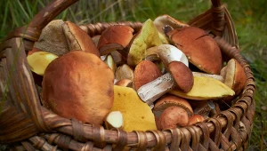 Sezon na grzyby już się rozkręca. W tych miejscach jest ich najwięcej