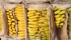 Zakazana substancja w bananach. W dyskontach znaleźli proszek za 7 mln euro