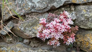 Posadź ją jeszcze we wrześniu. Wiosną ogród utonie w kwiatach