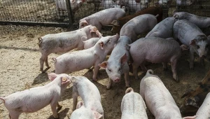 Praca przy świniach za 7-8 tys. zł. Chętnych brak 